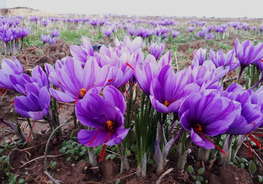 علت گل ندادن پیاز زعفران